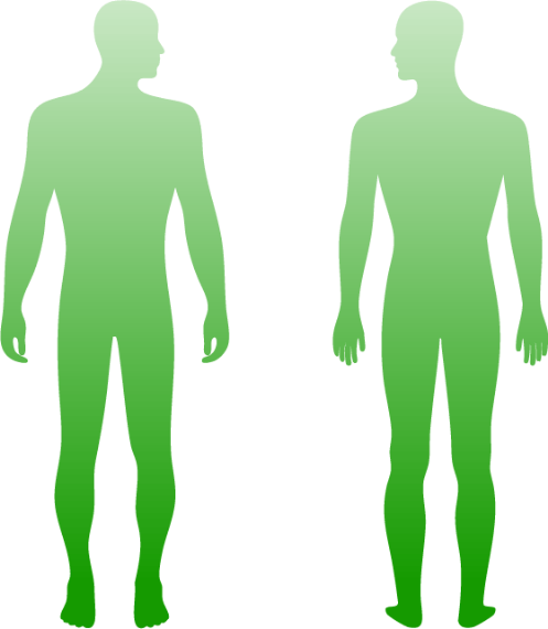 Human Body